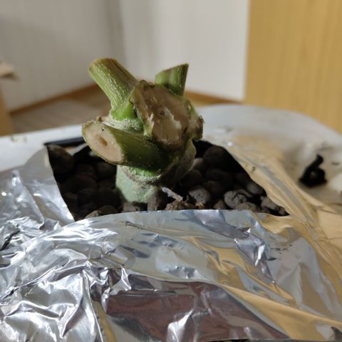 Gorilla Z #3 growlog timeline photo