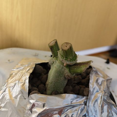 Gorilla Z #3 growlog timeline photo