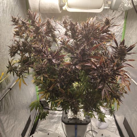 Das Mysteri growlog timeline photo