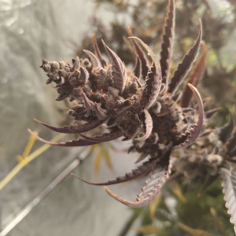 Das Mysteri growlog timeline photo