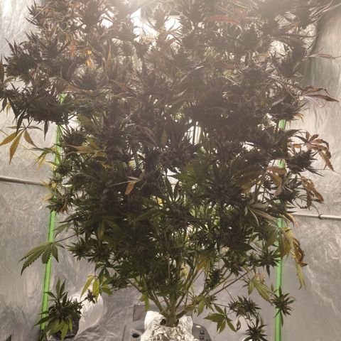 Das Mysteri growlog timeline photo