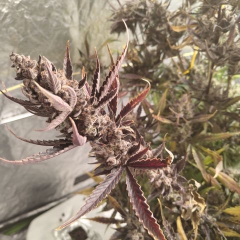 Das Mysteri growlog timeline photo