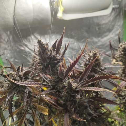 Das Mysteri growlog timeline photo