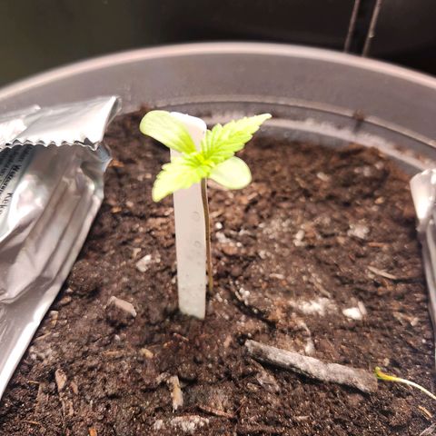 Tatanka Pure CBD growlog timeline photo