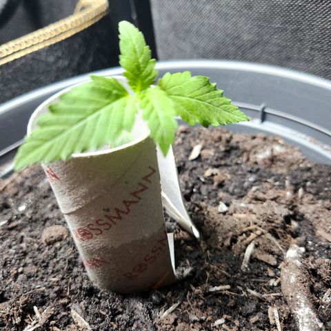Tatanka Pure CBD growlog photo: Kann sich selber nicht halten