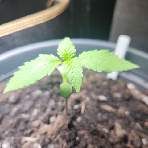 Tatanka Pure CBD growlog timeline photo