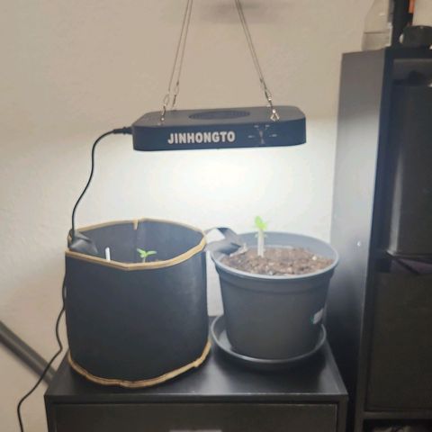 Tatanka #2 growlog photo: Grow licht hinzugefügt.