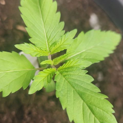 Tatanka Pure CBD growlog timeline photo