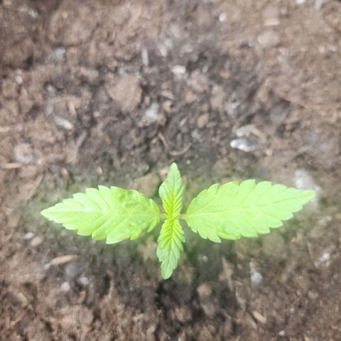 Tatanka #2 growlog timeline photo