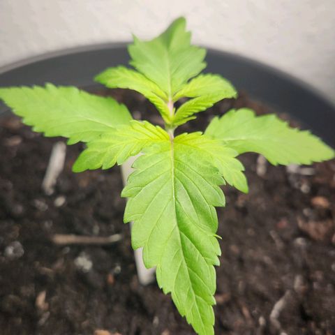 Tatanka Pure CBD growlog timeline photo