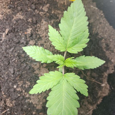 Tatanka #2 growlog timeline photo
