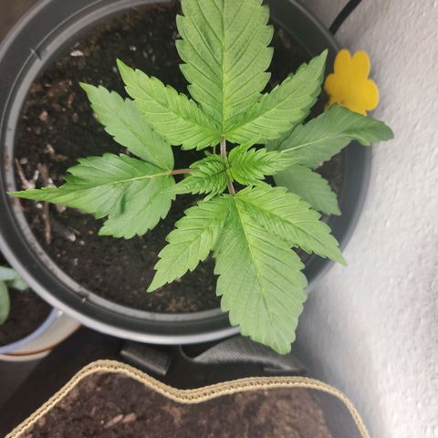 Tatanka Pure CBD growlog timeline photo
