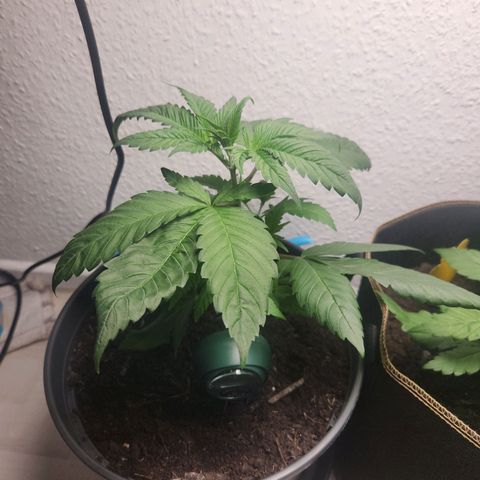 Tatanka Pure CBD growlog timeline photo