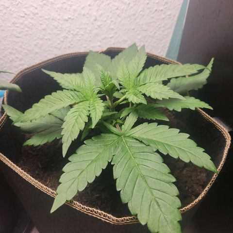 Tatanka #2 growlog timeline photo
