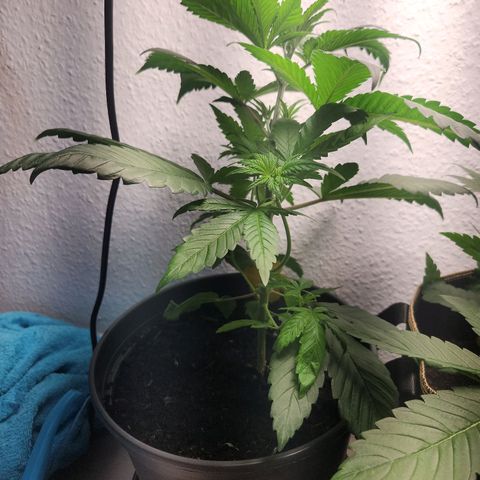 Tatanka Pure CBD growlog timeline photo