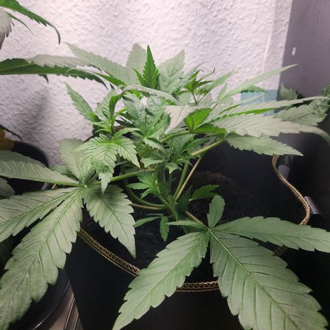 Tatanka #2 growlog timeline photo