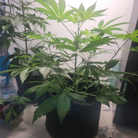 Tatanka #2 growlog timeline photo