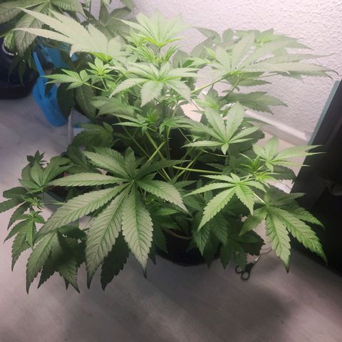Tatanka #2 growlog timeline photo