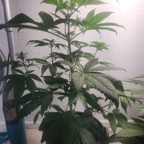 Tatanka Pure CBD growlog timeline photo