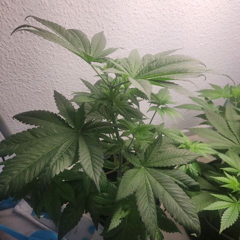 Tatanka Pure CBD growlog timeline photo