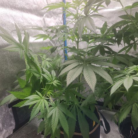 Tatanka #2 growlog timeline photo