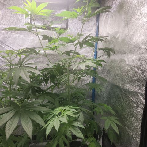 Tatanka Pure CBD growlog timeline photo