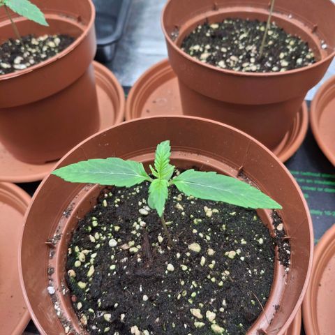 Watermelon Zkittlez Auto growlog timeline photo