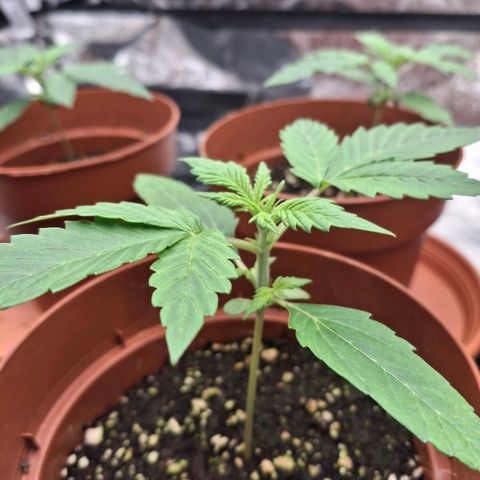 Watermelon Zkittlez Auto growlog timeline photo