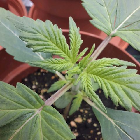 Watermelon Zkittlez Auto growlog timeline photo