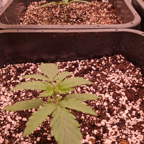 Watermelon Zkittlez Auto growlog timeline photo