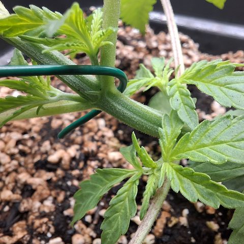 Watermelon Zkittlez Auto growlog timeline photo