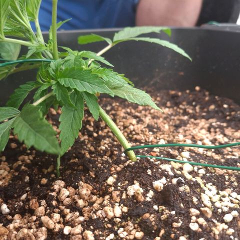 Watermelon Zkittlez Auto growlog timeline photo