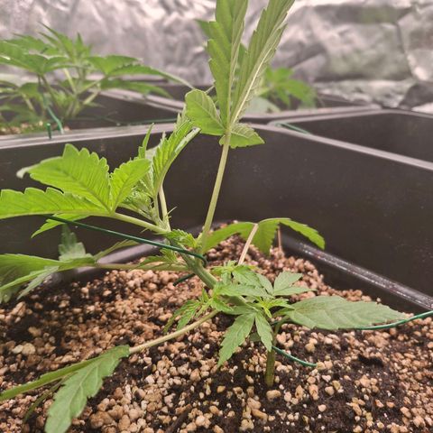 Watermelon Zkittlez Auto growlog timeline photo