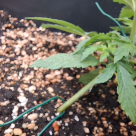 Watermelon Zkittlez Auto growlog timeline photo