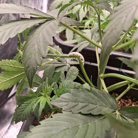 Watermelon Zkittlez Auto growlog timeline photo
