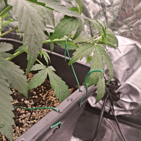 Watermelon Zkittlez Auto growlog timeline photo