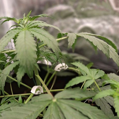 Watermelon Zkittlez Auto growlog timeline photo