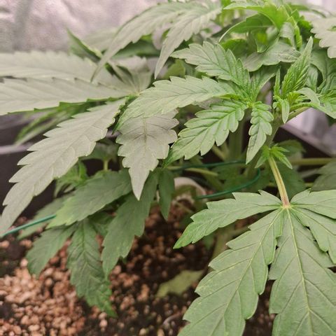 Watermelon Zkittlez Auto growlog timeline photo