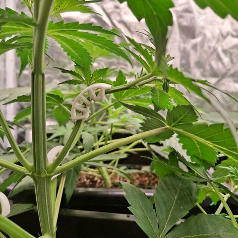 Watermelon Zkittlez Auto growlog timeline photo