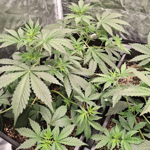 Watermelon Zkittlez Auto growlog timeline photo