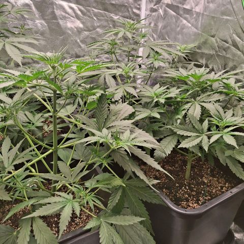 Watermelon Zkittlez Auto growlog timeline photo