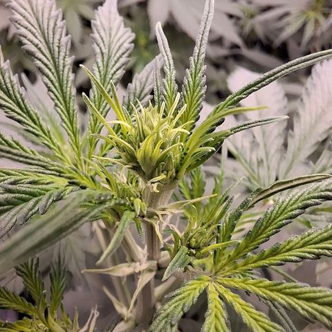 Watermelon Zkittlez Auto growlog timeline photo