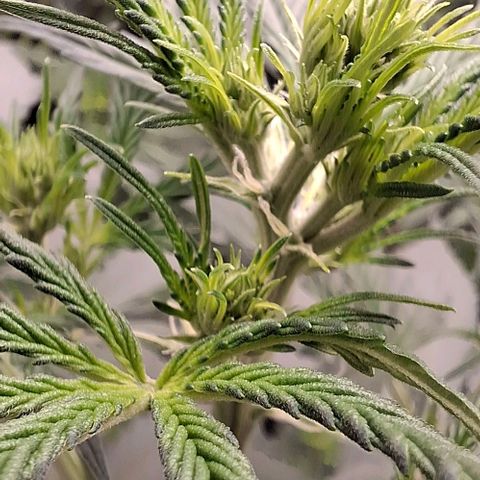 Watermelon Zkittlez Auto growlog timeline photo