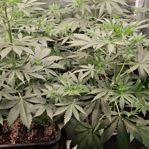 Watermelon Zkittlez Auto growlog photo: 🍍