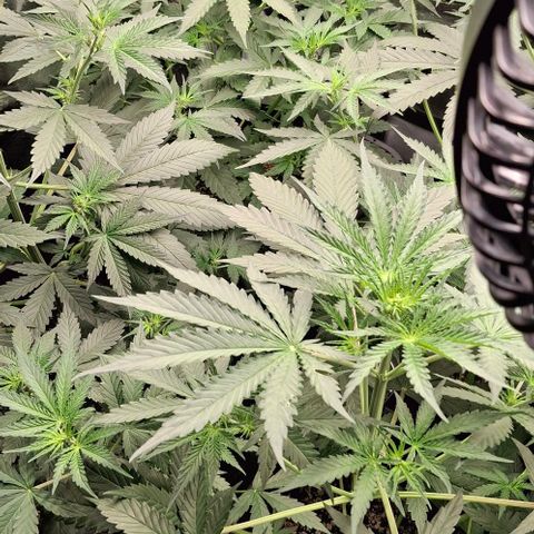 Watermelon Zkittlez Auto growlog photo: 🍍