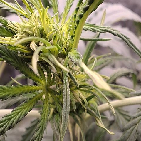 Watermelon Zkittlez Auto growlog timeline photo