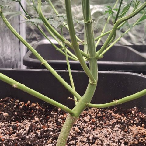 Watermelon Zkittlez Auto growlog timeline photo