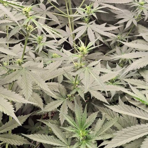 Watermelon Zkittlez Auto growlog timeline photo