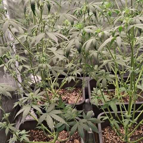 Watermelon Zkittlez Auto growlog timeline photo