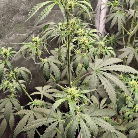 Watermelon Zkittlez Auto growlog timeline photo